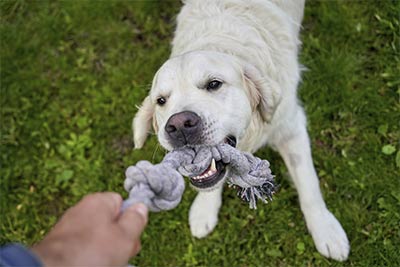 Pet waste cleanup